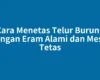 Cara Menetas Telur Burung dengan Eram Alami dan Mesin Tetas