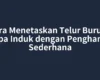 Cara Menetaskan Telur Burung tanpa Induk dengan Penghangat Sederhana