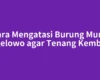 Cara Mengatasi Burung Murai Ngelowo agar Tenang Kembali