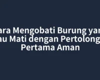Cara Mengobati Burung yang Mau Mati dengan Pertolongan Pertama Aman