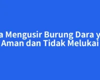 Cara Mengusir Burung Dara yang Aman dan Tidak Melukai