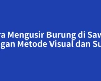 Cara Mengusir Burung di Sawah dengan Metode Visual dan Suara