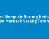 Cara Mengusir Burung Kedasih tanpa Merusak Sarang Tetangga