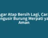 Agar Atap Bersih Lagi, Cara Mengusir Burung Merpati yang Aman