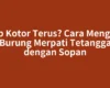 Atap Kotor Terus? Cara Mengusir Burung Merpati Tetangga dengan Sopan
