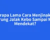 Berapa Lama Cara Menjinakan Burung Jalak Kebo Sampai Mau Mendekat?