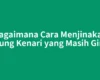 Bagaimana Cara Menjinakan Burung Kenari yang Masih Giras?