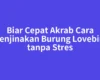 Biar Cepat Akrab Cara Menjinakan Burung Lovebird tanpa Stres