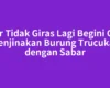 Agar Tidak Giras Lagi Begini Cara Menjinakan Burung Trucukan dengan Sabar