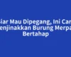 Biar Mau Dipegang, Ini Cara Menjinakkan Burung Merpati Bertahap