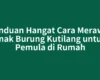 Panduan Hangat Cara Merawat Anak Burung Kutilang untuk Pemula di Rumah
