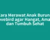 Cara Merawat Anak Burung Lovebird agar Hangat, Aman, dan Tumbuh Sehat
