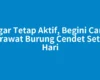 Agar Tetap Aktif, Begini Cara Merawat Burung Cendet Setiap Hari