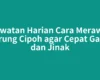 Rawatan Harian Cara Merawat Burung Cipoh agar Cepat Gacor dan Jinak