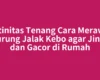 Rutinitas Tenang Cara Merawat Burung Jalak Kebo agar Jinak dan Gacor di Rumah
