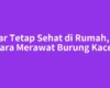 Agar Tetap Sehat di Rumah, Ini Cara Merawat Burung Kacer
