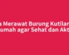 Cara Merawat Burung Kutilang di Rumah agar Sehat dan Aktif
