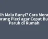 Masih Malu Bunyi? Cara Merawat Burung Pleci agar Cepat Buka Paruh di Rumah