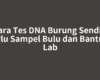 Cara Tes DNA Burung Sendiri Perlu Sampel Bulu dan Bantuan Lab