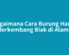 Bagaimana Cara Burung Hantu Berkembang Biak di Alam?