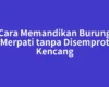 Cara Memandikan Burung Merpati tanpa Disemprot Kencang