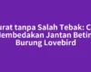 Akurat tanpa Salah Tebak: Cara Membedakan Jantan Betina Burung Lovebird