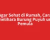 Agar Sehat di Rumah, Cara Memelihara Burung Puyuh untuk Pemula