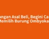 Jangan Asal Beli, Begini Cara Memilih Burung Ombyokan
