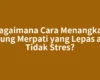 Bagaimana Cara Menangkap Burung Merpati yang Lepas agar Tidak Stres?