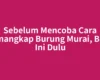 Sebelum Mencoba Cara Menangkap Burung Murai, Baca Ini Dulu