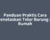 Panduan Praktis Cara Menetaskan Telur Burung di Rumah