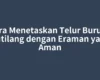 Cara Menetaskan Telur Burung Kutilang dengan Eraman yang Aman