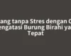 Tenang tanpa Stres dengan Cara Mengatasi Burung Birahi yang Tepat