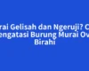 Murai Gelisah dan Ngeruji? Cara Mengatasi Burung Murai Over Birahi